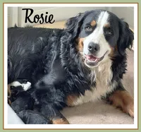 Rosie - AKC 3+ Yrs, a female Bernese Mountain Dog for sale in Branchland, WV – 1 of 7
