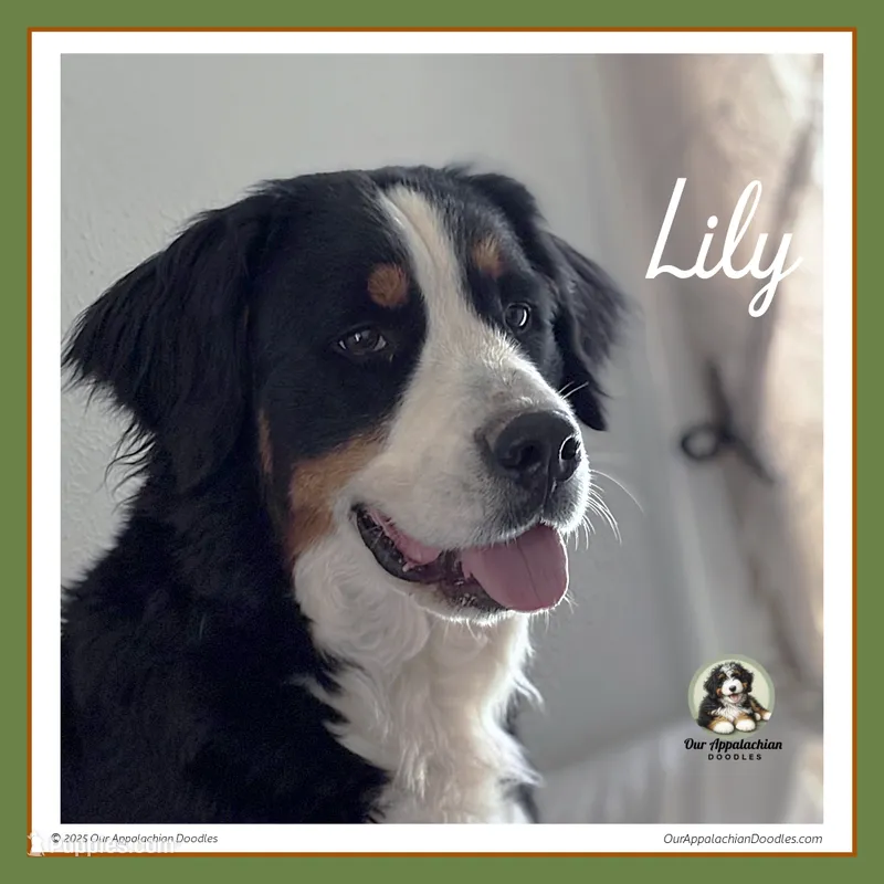 Lily - AKC 2+ Yrs – Bernese Mountain Dog puppy for sale in Branchland, WV