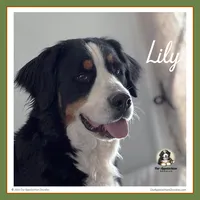 Lily - AKC 2+ Yrs, a female Bernese Mountain Dog for sale in Branchland, WV – 1 of 6