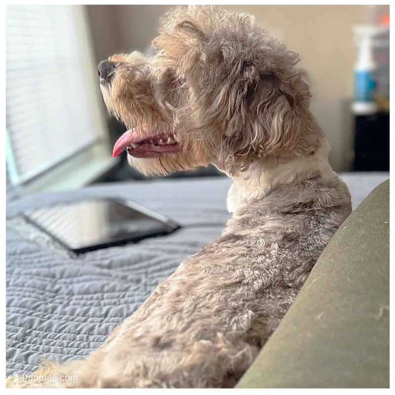 Phoebe - Mini Bernedoodle with Breeding Rights – Bernedoodle puppy for sale in Branchland, WV