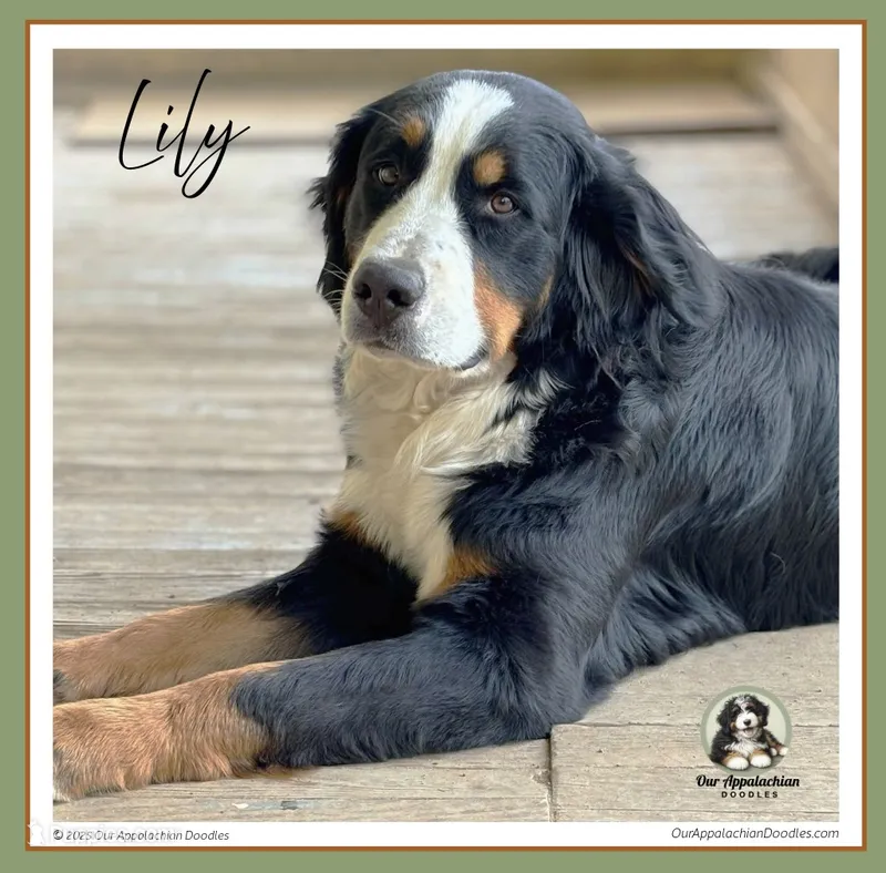 Lily - AKC 2+ Yrs – Bernese Mountain Dog puppy for sale in Branchland, WV