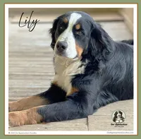 Lily - AKC 2+ Yrs, a female Bernese Mountain Dog for sale in Branchland, WV – 1 of 5