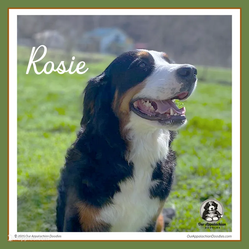 Rosie - AKC 3+ Yrs, a female Bernese Mountain Dog for sale in Branchland, WV – 1 of 8