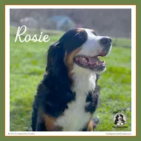 Rosie - AKC 3+ Yrs, a female Bernese Mountain Dog for sale in Branchland, WV – 1 of 8