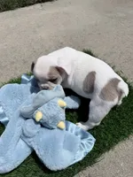 Domino, a male French Bulldog for sale in Salinas, CA – 7 of 7