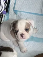 Domino, a male French Bulldog for sale in Salinas, CA – 4 of 7