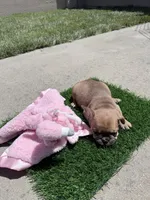 Brownie, a female French Bulldog for sale in Salinas, CA – 3 of 6