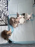 Brownie, a female French Bulldog for sale in Salinas, CA – 4 of 6