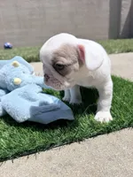 Domino, a male French Bulldog for sale in Salinas, CA – 5 of 7