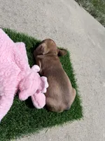 Brownie, a female French Bulldog for sale in Salinas, CA – 6 of 6