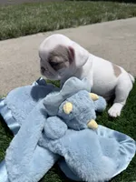 Domino, a male French Bulldog for sale in Salinas, CA – 3 of 7