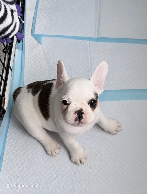 Left Eye – French Bulldog puppy for sale in Salinas, CA