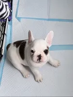 Left Eye, a female French Bulldog for sale in Salinas, CA – 1 of 1