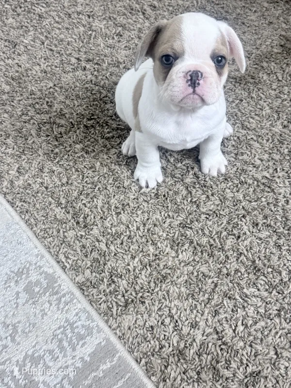 Domino – French Bulldog puppy for sale in Salinas, CA
