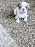 Domino, a male French Bulldog for sale in Salinas, CA – 1 of 7