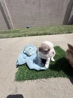 Domino, a male French Bulldog for sale in Salinas, CA – 6 of 7