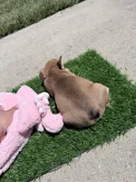 Brownie, a female French Bulldog for sale in Salinas, CA – 5 of 6