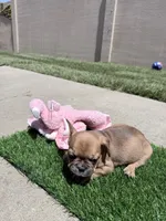 Brownie, a female French Bulldog for sale in Salinas, CA – 2 of 6