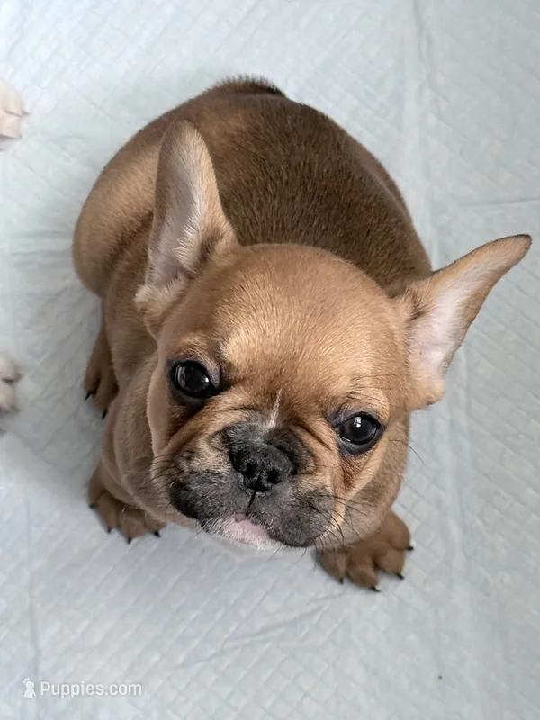 Brownie – French Bulldog puppy for sale in Salinas, CA