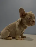 Romeo, a male French Bulldog for sale in Plano, IL – 3 of 4