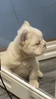 Hubert, a male French Bulldog for sale in Plano, IL – 2 of 4