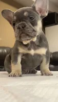 Mercedes, a female French Bulldog for sale in Plano, IL – Photo 1 of 4