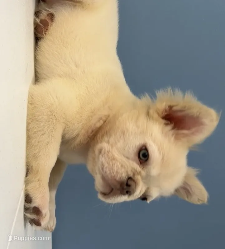 Milo – French Bulldog puppy for sale in Plano, IL
