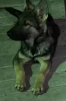 Maya, a female German Shepherd Dog for sale in Plano, IL – 2 of 2