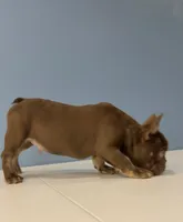 Knuckles , a male French Bulldog for sale in Plano, IL – 4 of 8