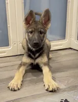Stacy , a female German Shepherd Dog for sale in Plano, IL – 1 of 3