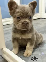 Brownie, a male French Bulldog for sale in Plano, IL – 4 of 4
