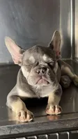 Mercedes’, a female French Bulldog for sale in Plano, IL – Photo 2 of 4