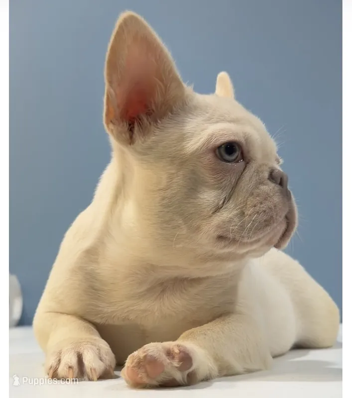 Max – French Bulldog puppy for sale in Plano, IL