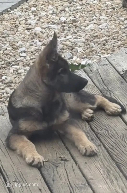 Chase – German Shepherd Dog puppy for sale in Plano, IL