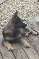 Chase, a male German Shepherd Dog for sale in Plano, IL – 1 of 2