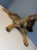 Bella, a female German Shepherd Dog for sale in Plano, IL – 3 of 4