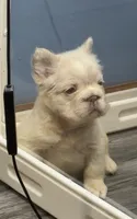 Hubert, a male French Bulldog for sale in Plano, IL – 3 of 4