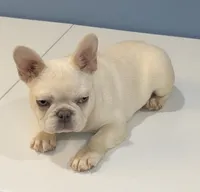 Max, a male French Bulldog for sale in Plano, IL – 3 of 3