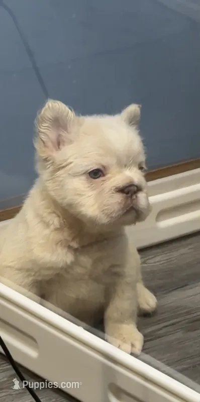 Hubert – French Bulldog puppy for sale in Plano, IL