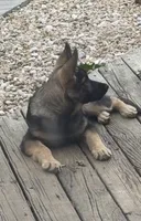 Chase, a male German Shepherd Dog for sale in Plano, IL – 2 of 2
