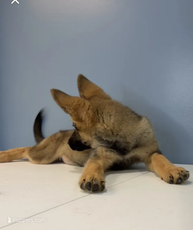 Bella – German Shepherd Dog puppy for sale in Plano, IL