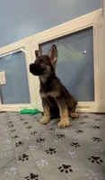 Maxy, a male German Shepherd Dog for sale in Plano, IL – 1 of 1
