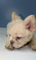 Milo, a male French Bulldog for sale in Plano, IL – 3 of 4