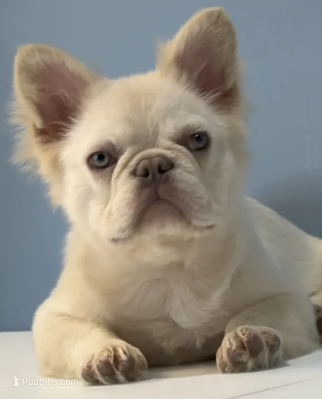 Milo – French Bulldog puppy for sale in Plano, IL