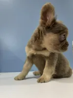 Brownie, a male French Bulldog for sale in Plano, IL – 1 of 4