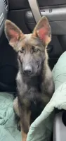 Jazmine , a female German Shepherd Dog for sale in Plano, IL – 2 of 3