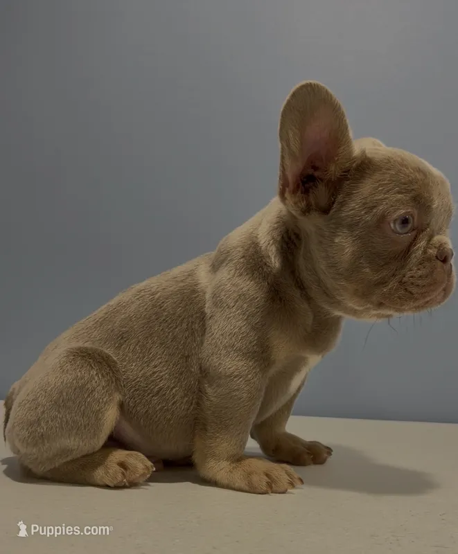 Romeo – French Bulldog puppy for sale in Plano, IL