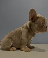 Romeo, a male French Bulldog for sale in Plano, IL – 1 of 4