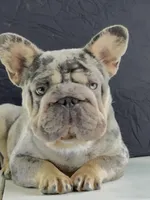 Kilo, a male French Bulldog for sale in Plano, IL – Photo 1 of 8