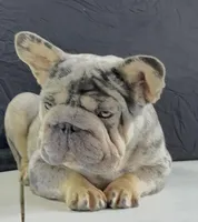 Kilo, a male French Bulldog for sale in Plano, IL – Photo 3 of 8